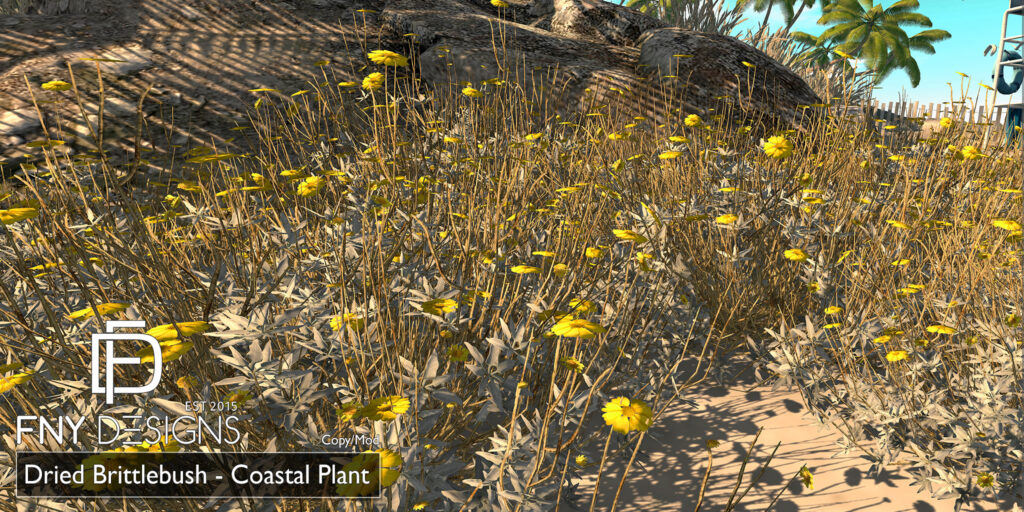 Dried Brittlebush Coastal Plant