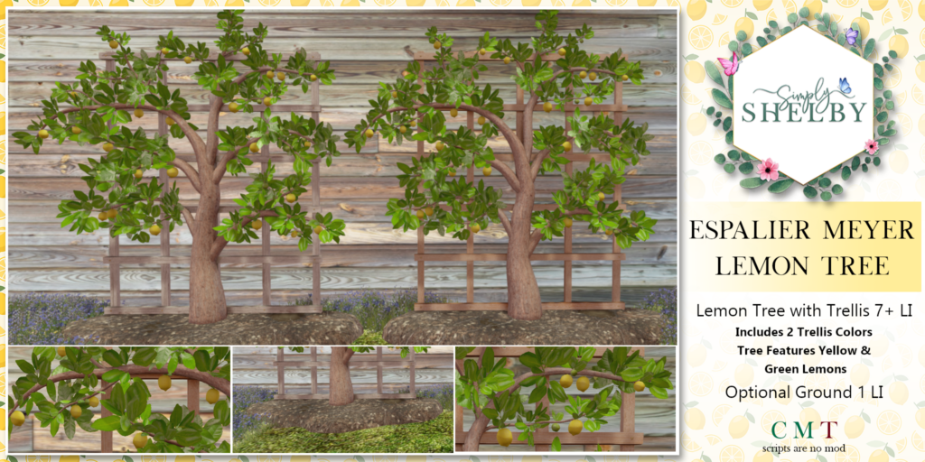 Espalier Meyer Lemon Tree
