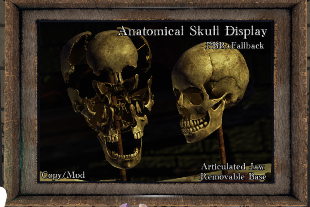 Anatomical Skull Display, L$299