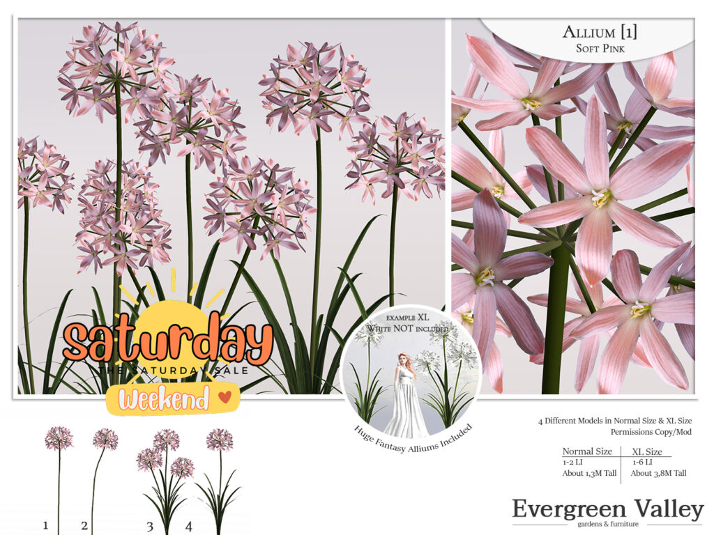 Allium Soft Pink