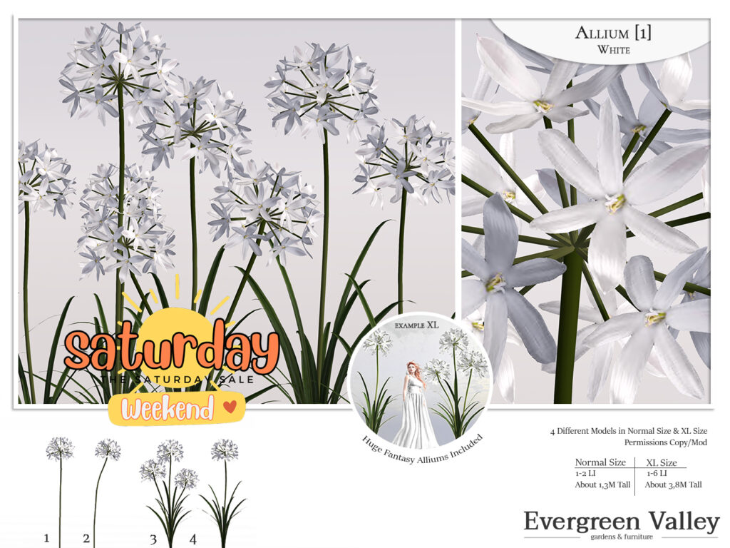 Allium White