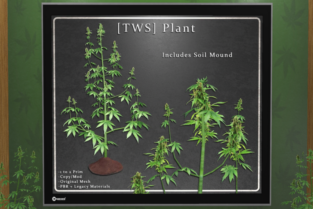 Plant with Soil, L$299
