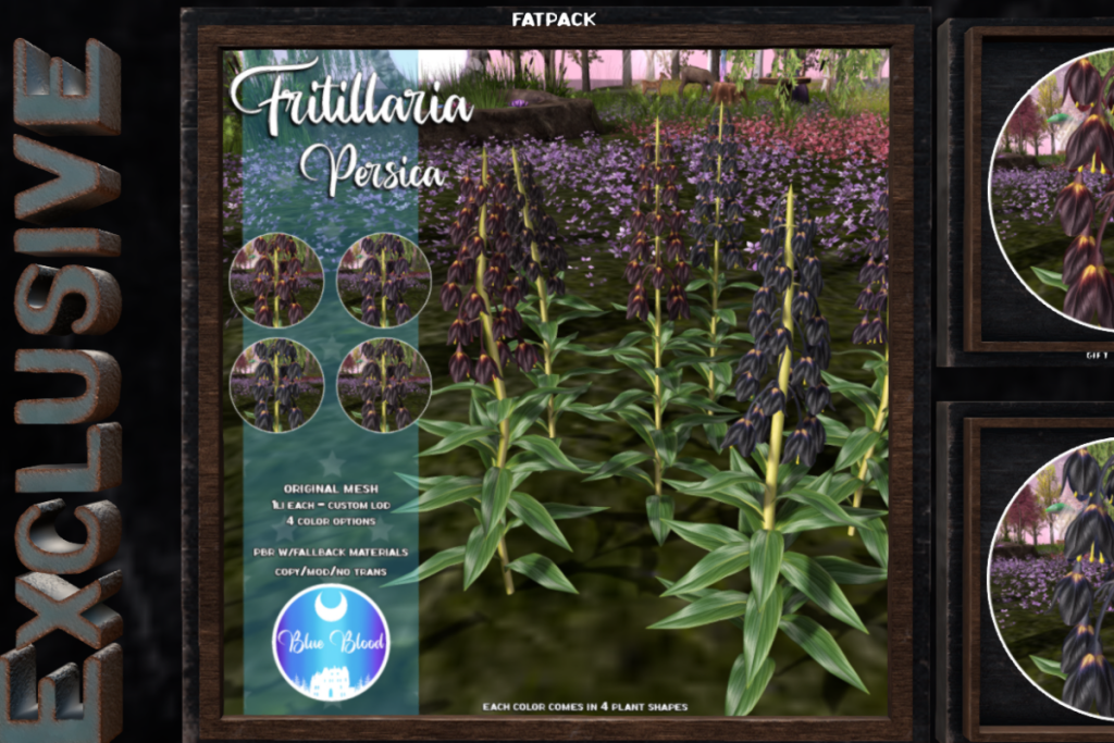 Fritillaria Persica, L$199 each/L$399 FP