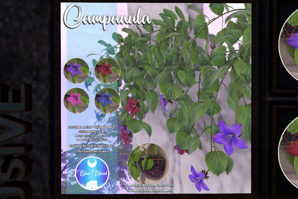 Campanula Plants, L$199 each/L$399 FP