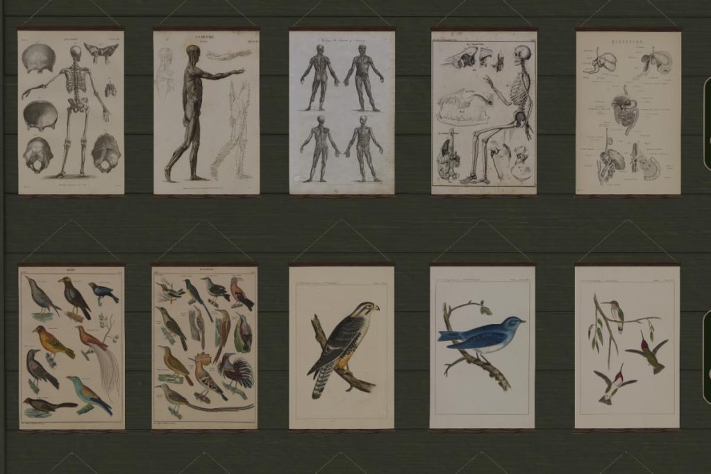 Natural History Prints, L$199 each