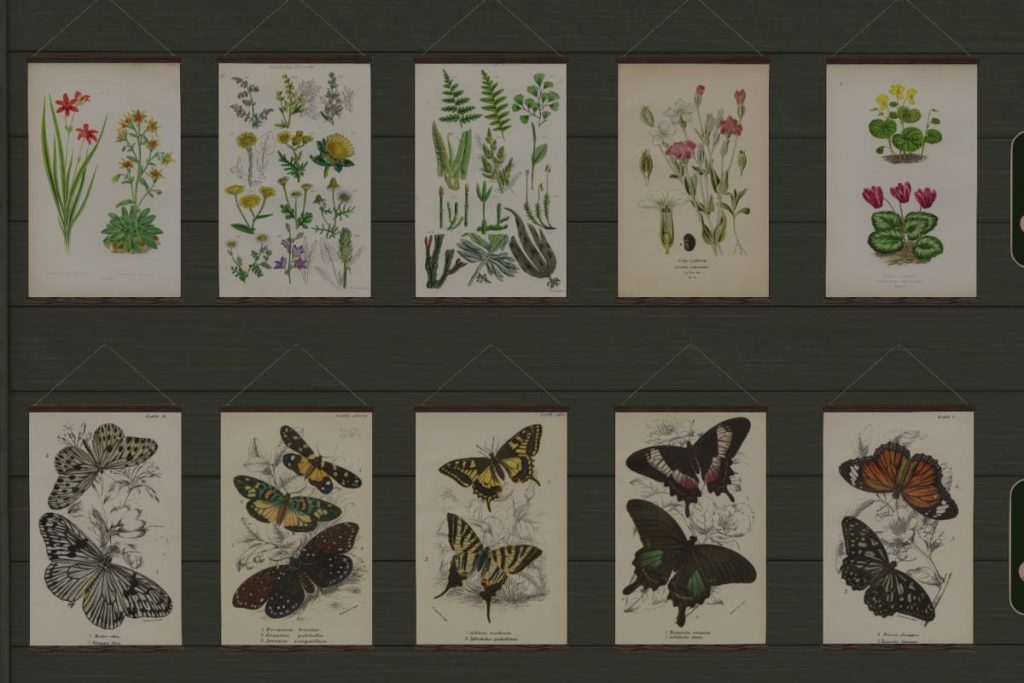 Natural History Prints, L$199 each